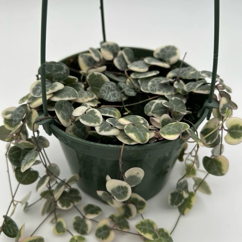 Variegated String of Hearts (Ceropegia) Hanging Basket - Image 2