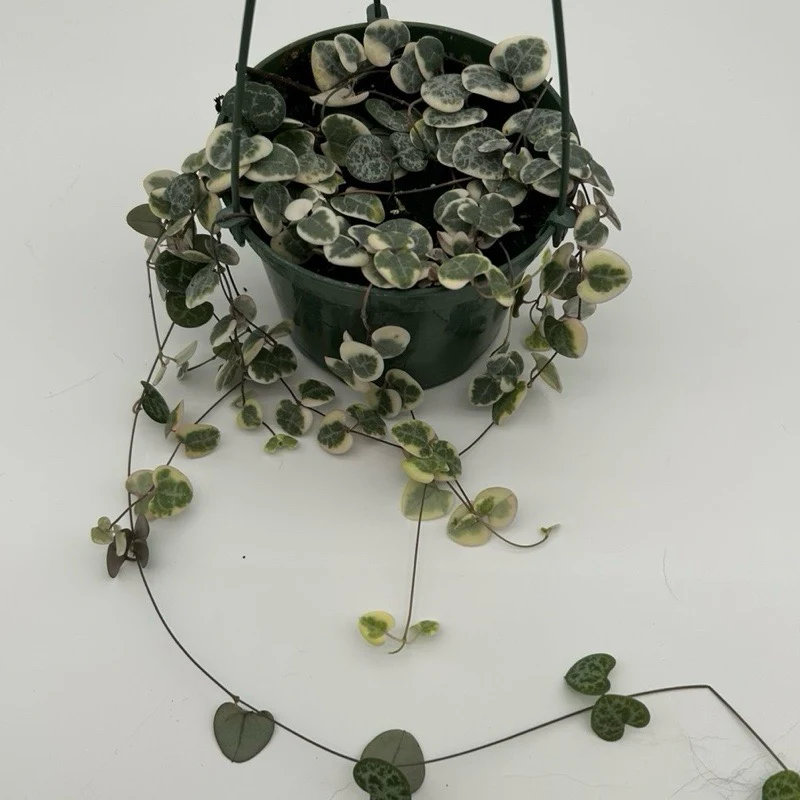 Variegated String of Hearts (Ceropegia) Hanging Basket - Image 3