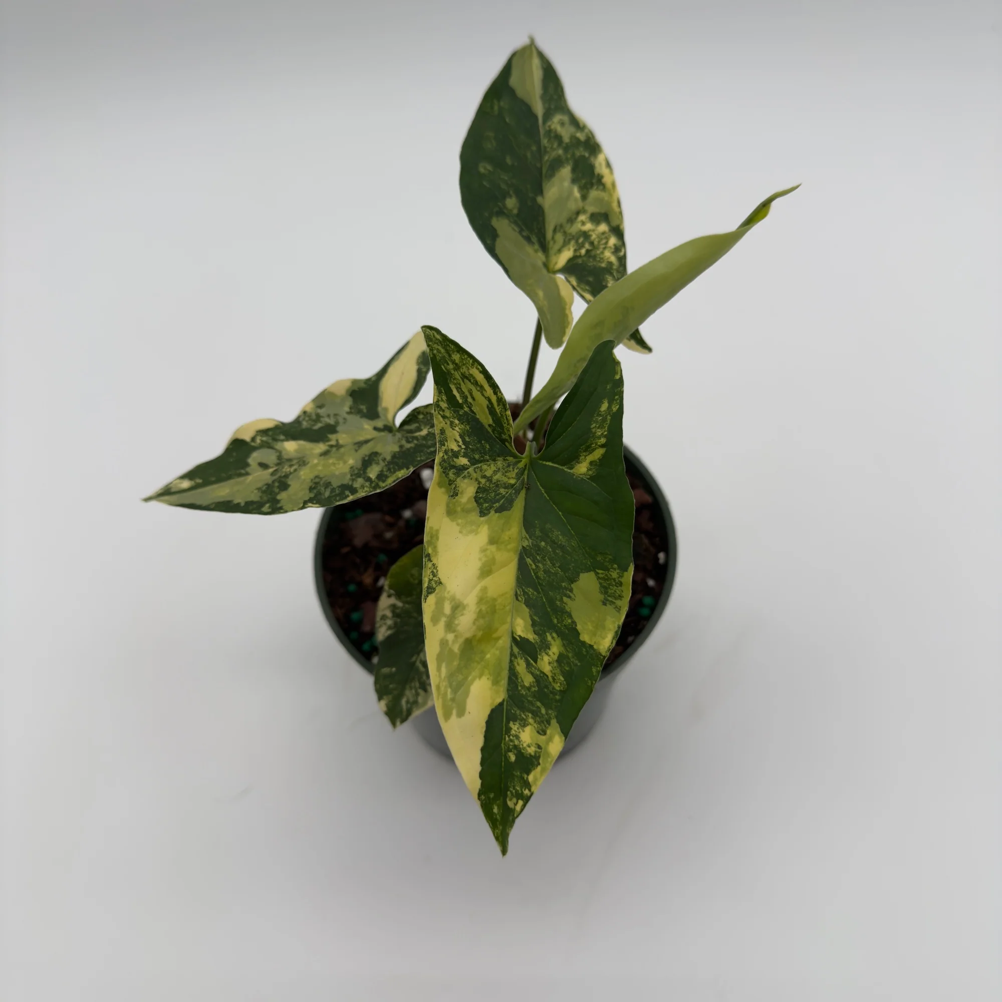 Variegated Syngonium Podophyllum Aurea