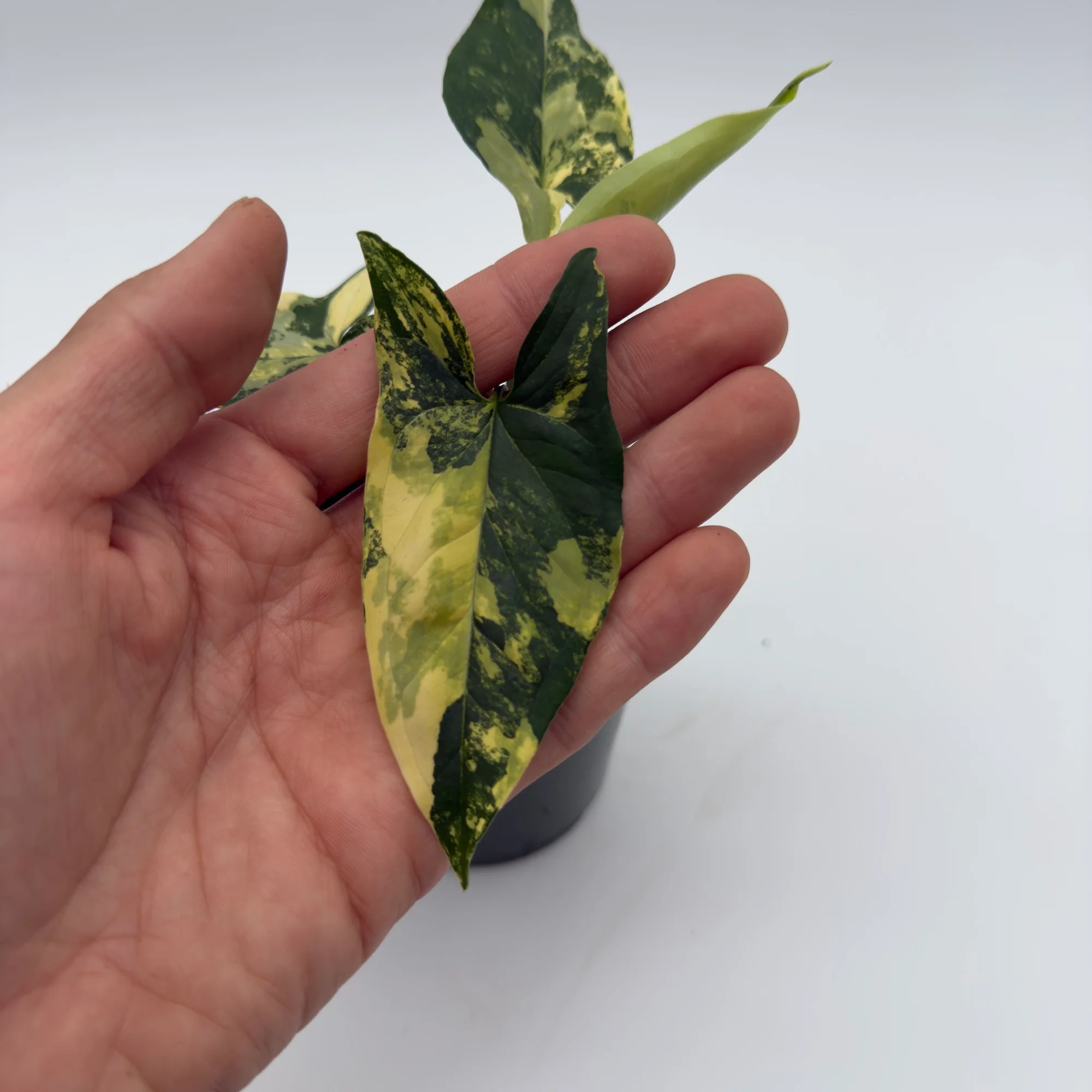 Variegated Syngonium Podophyllum Aurea - Image 3