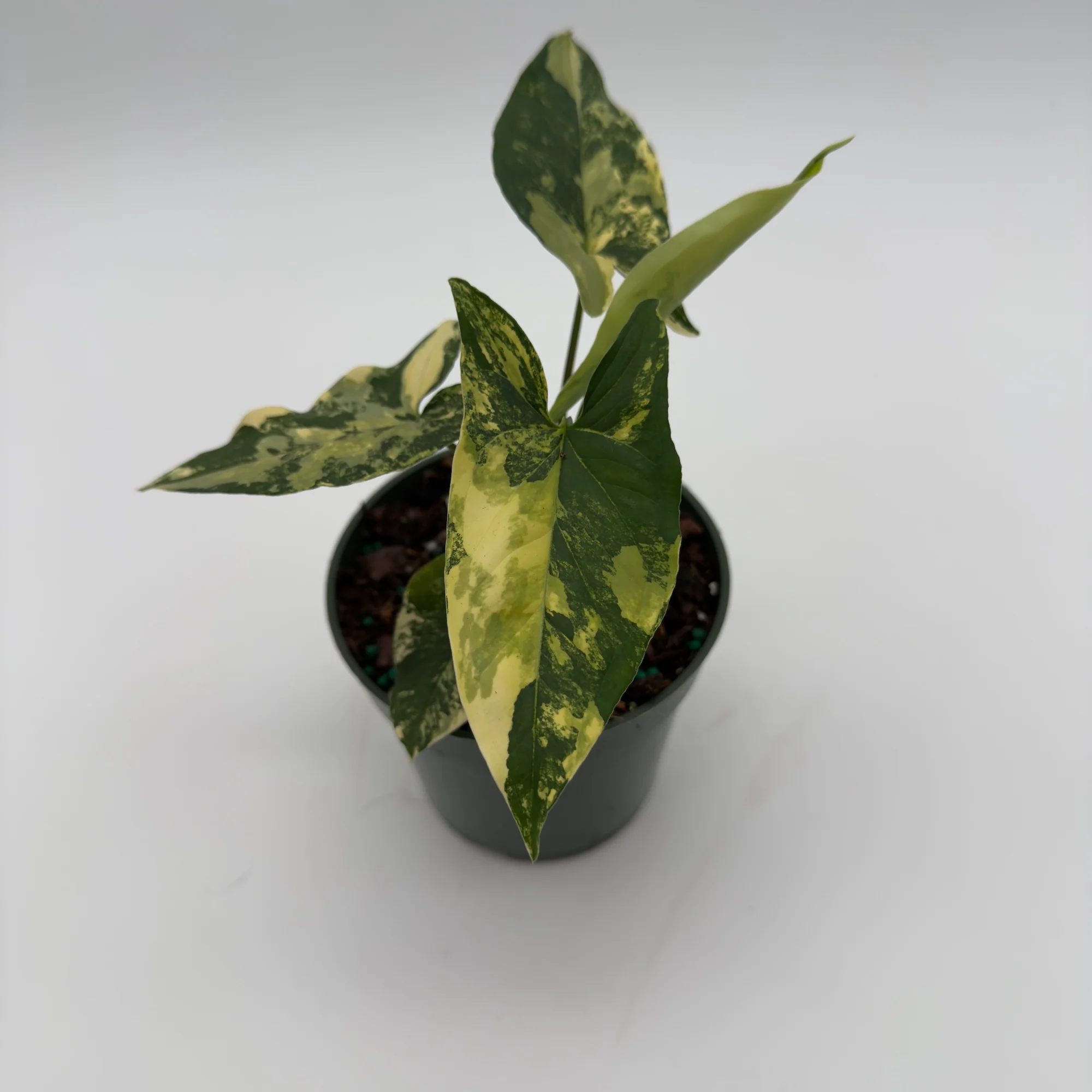 Variegated Syngonium Podophyllum Aurea - Image 4