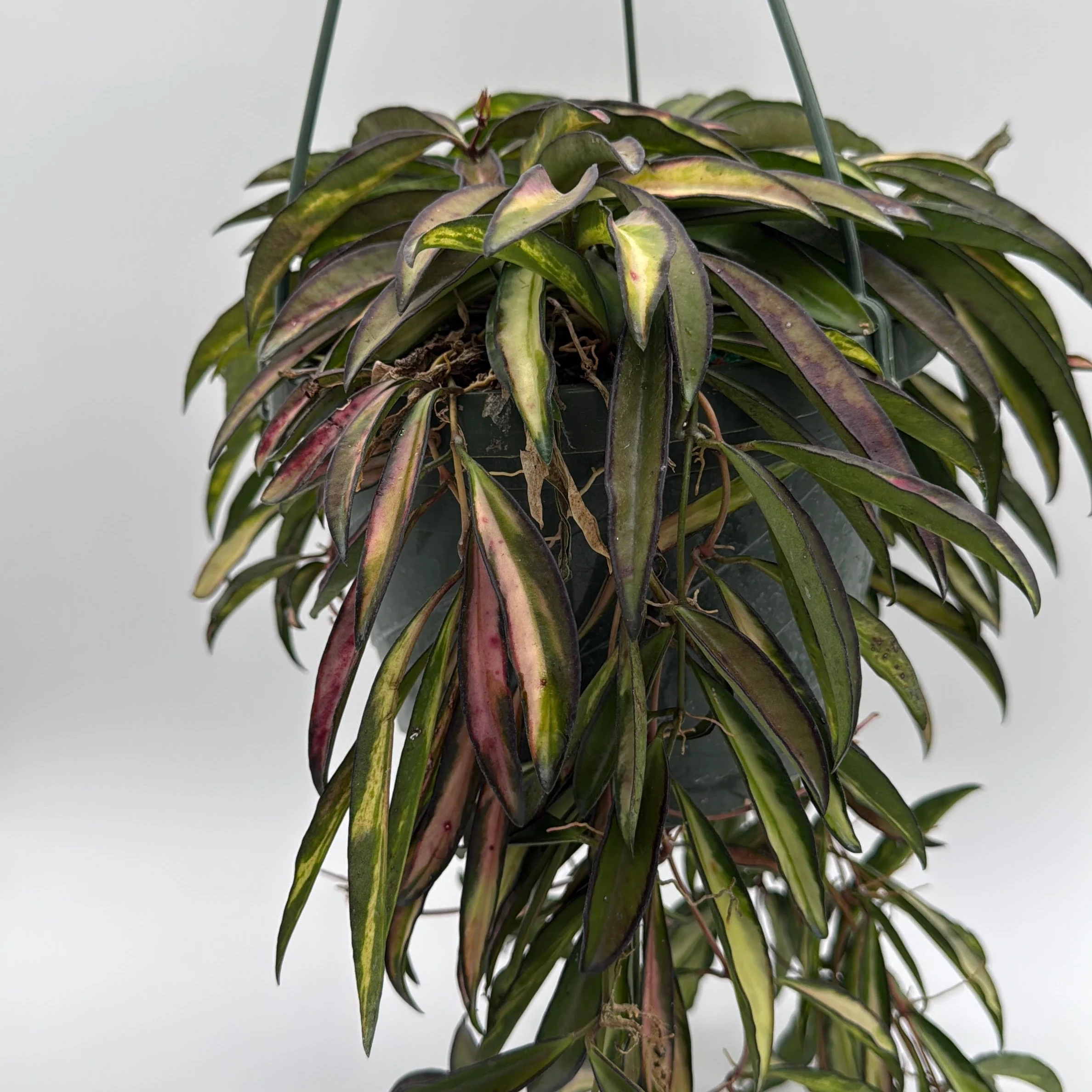 Variegated Tricolor Hoya Wayetti - Image 2