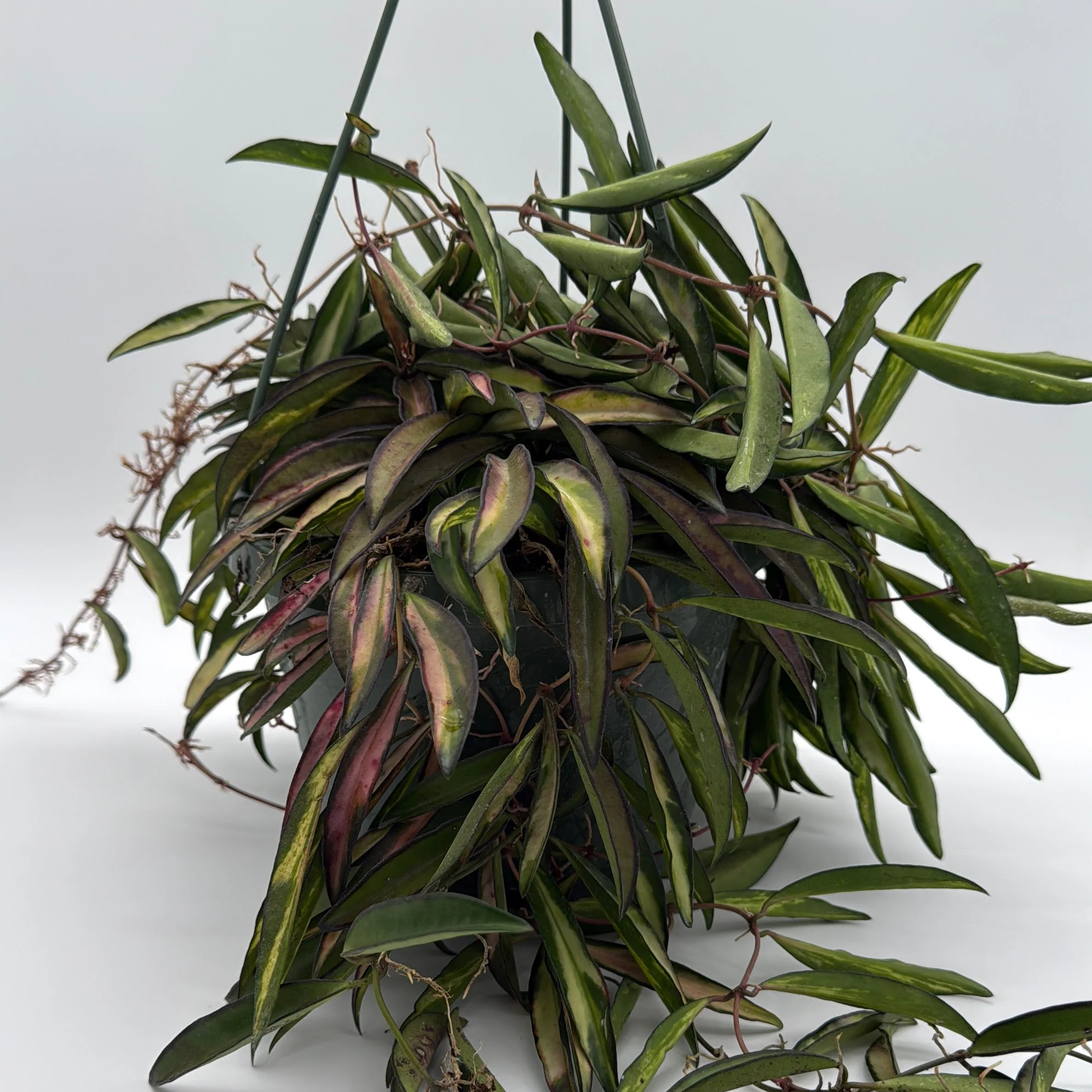 Variegated Tricolor Hoya Wayetti - Image 3