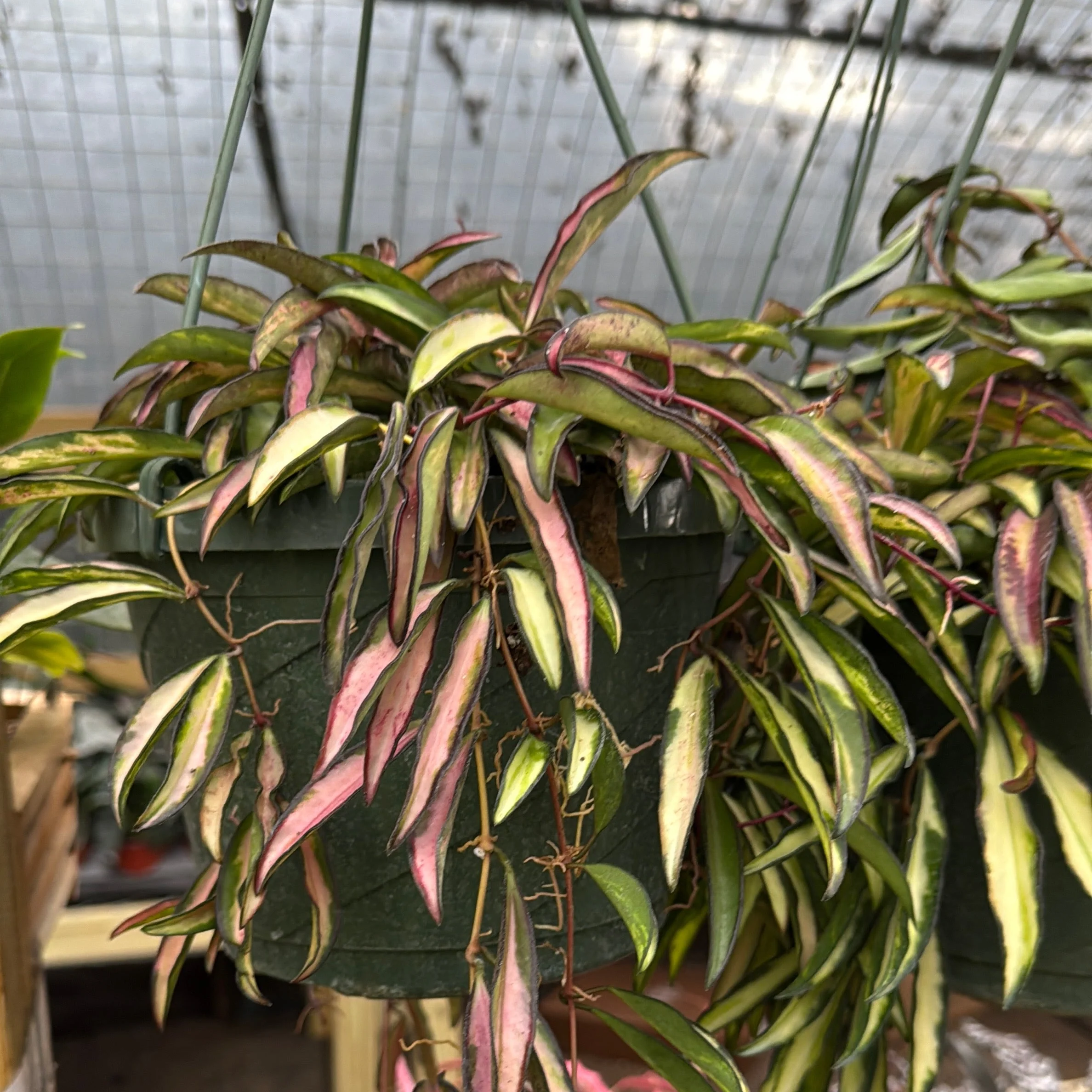 Variegated Tricolor Hoya Wayetti - Image 4