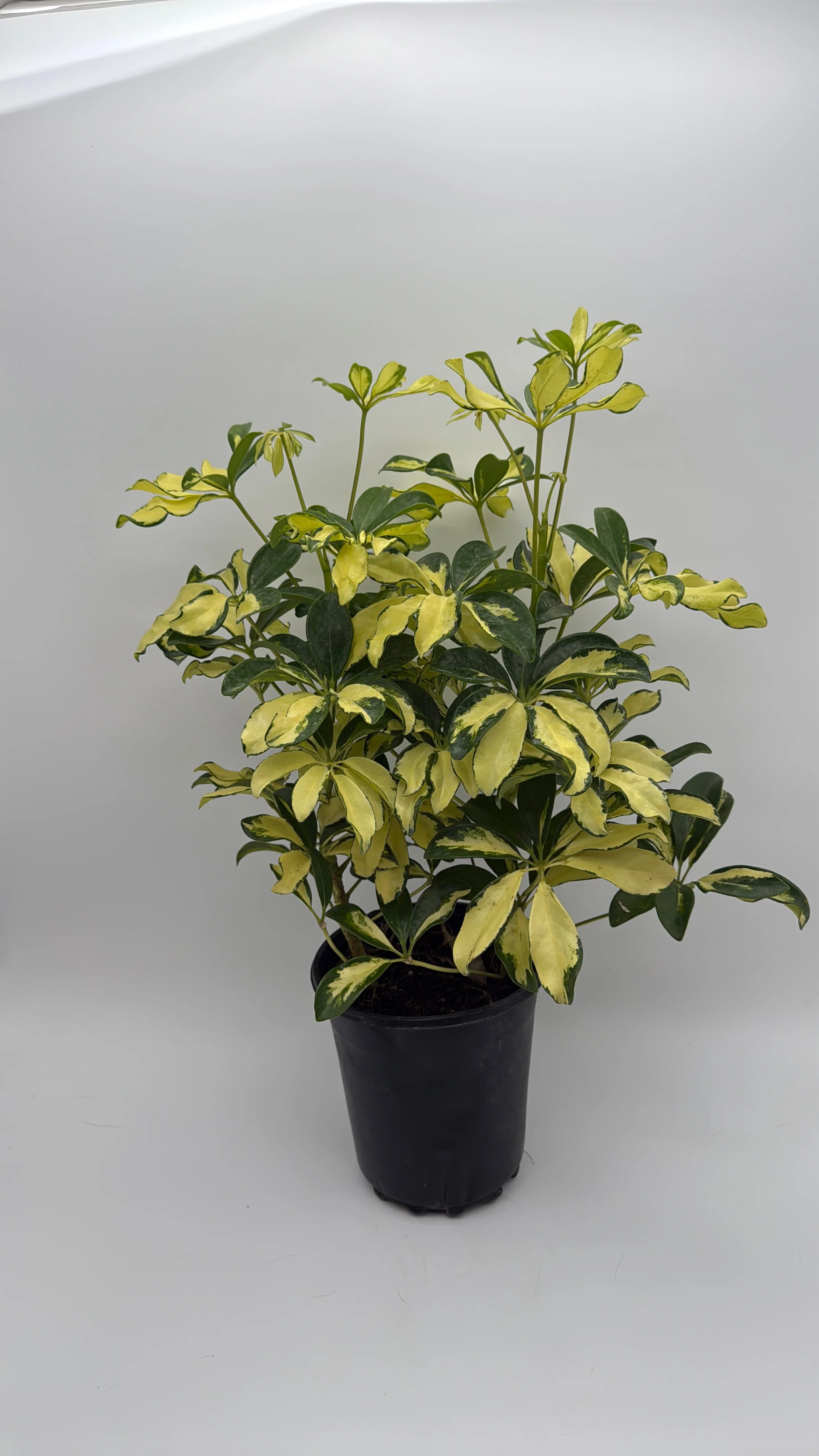 Variegated Umbrella Bush