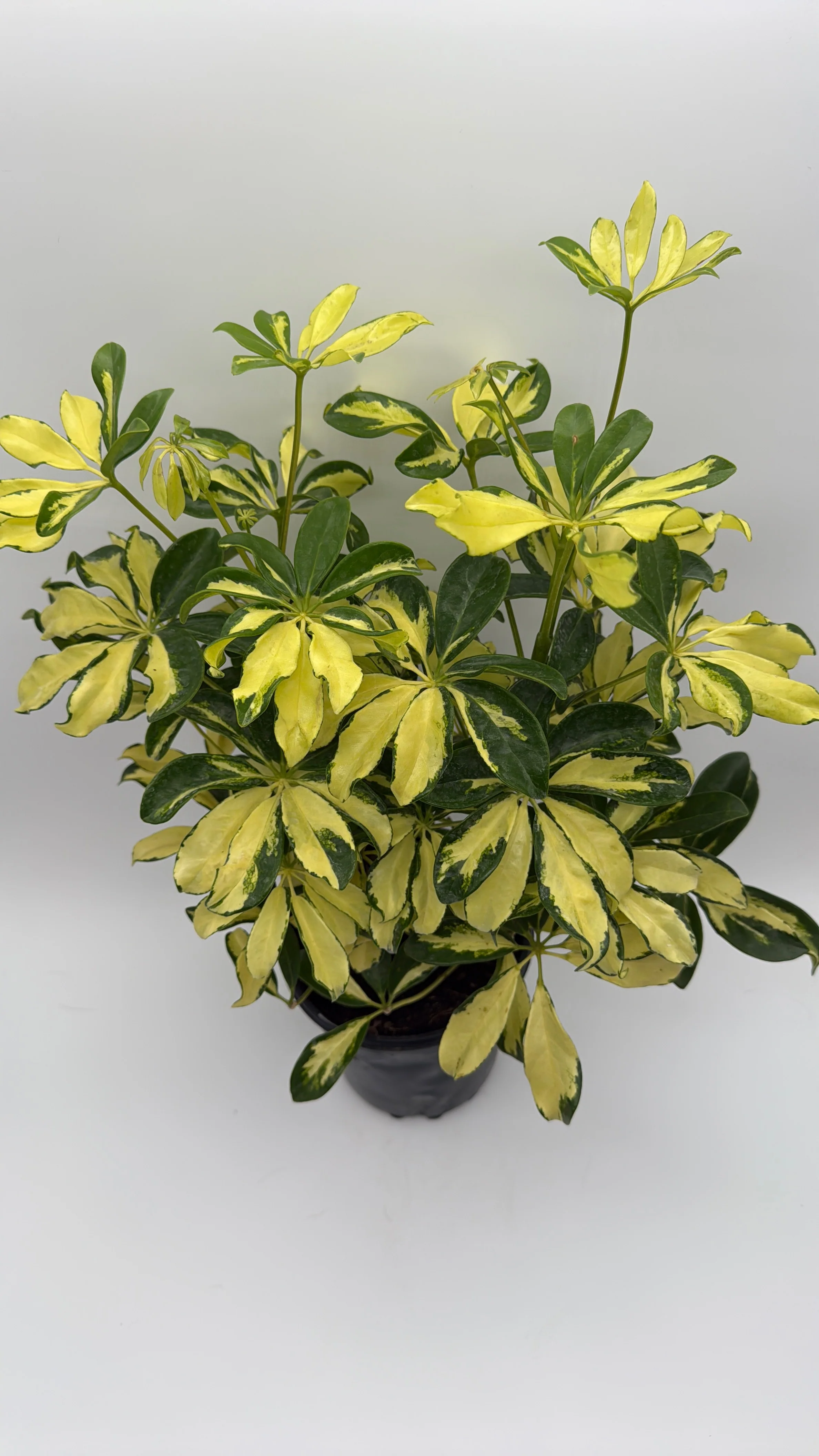 Variegated Umbrella Bush - Image 2
