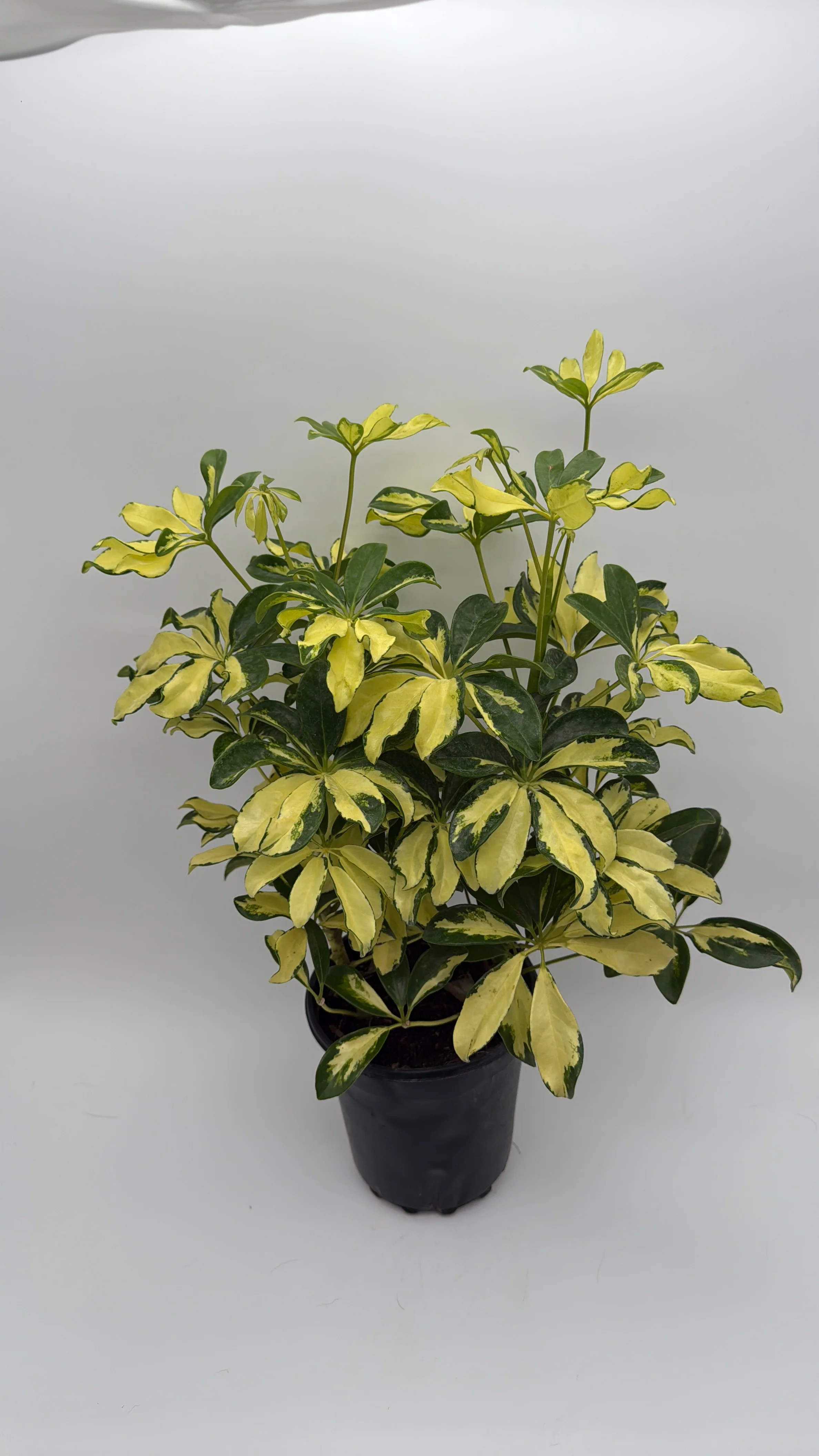Variegated Umbrella Bush - Image 3