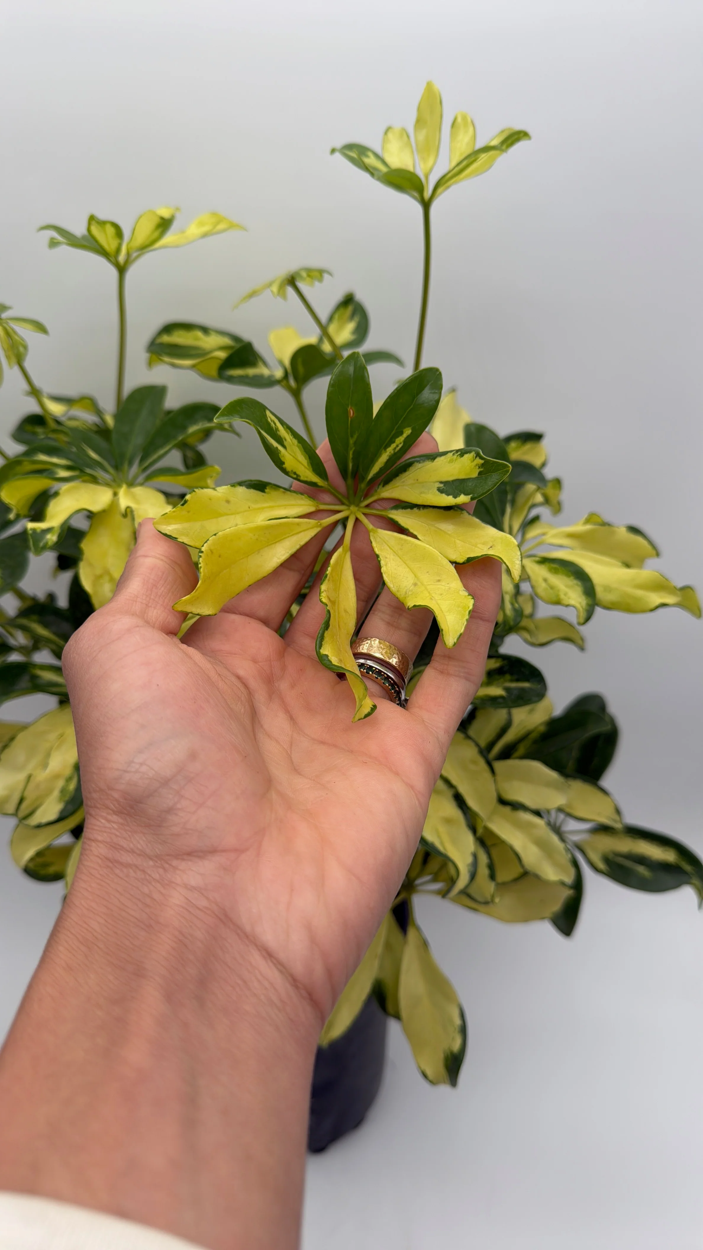 Variegated Umbrella Bush - Image 4
