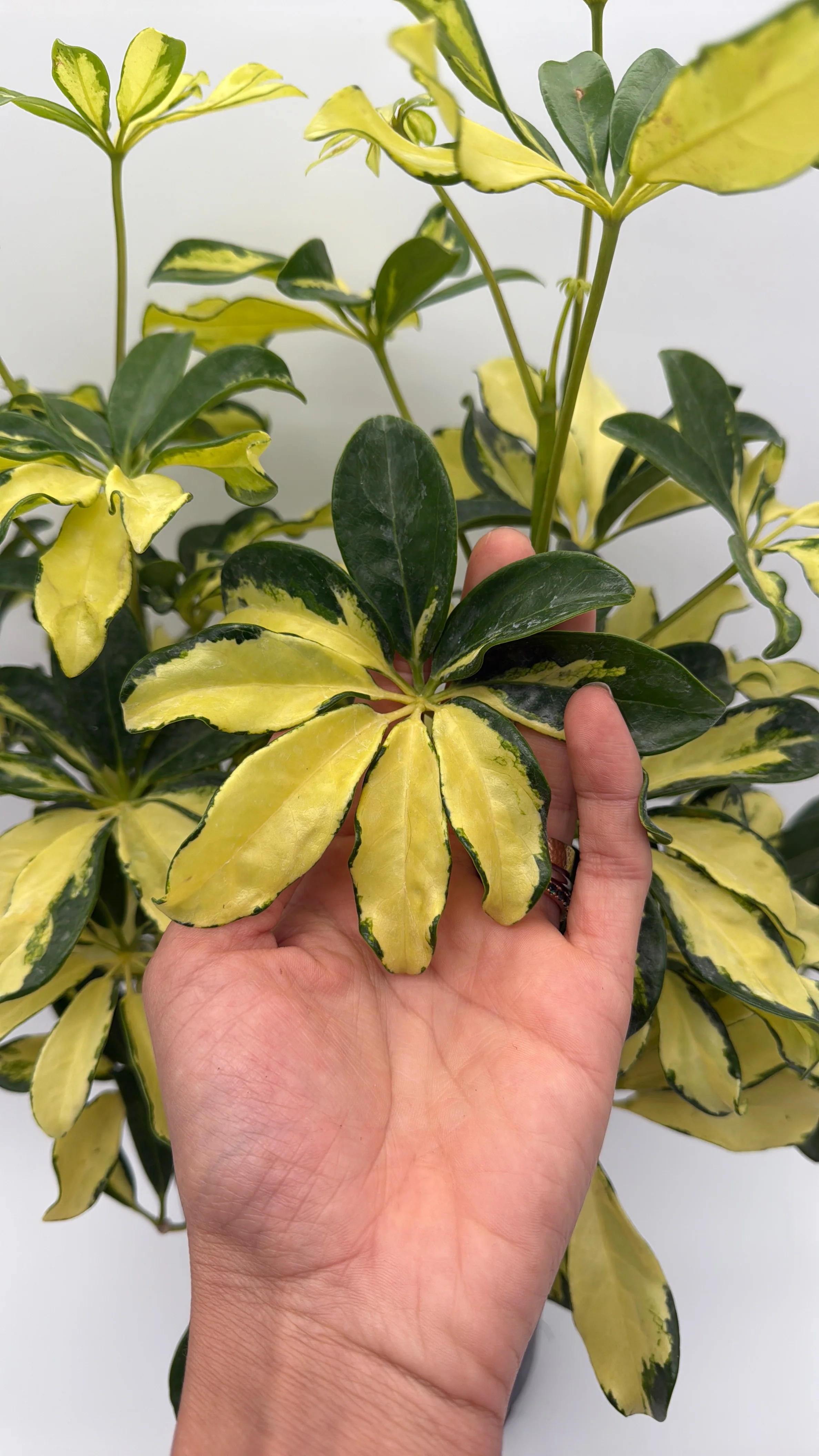Variegated Umbrella Bush - Image 5