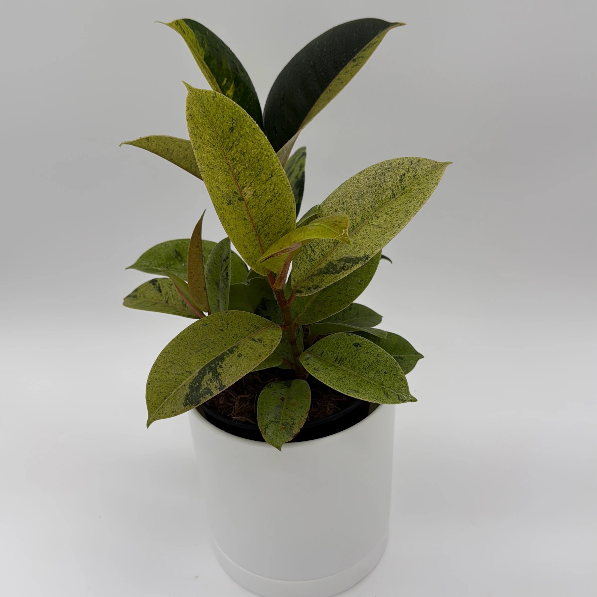 Variegated Zamioculcas 'Chameleon ZZ'
