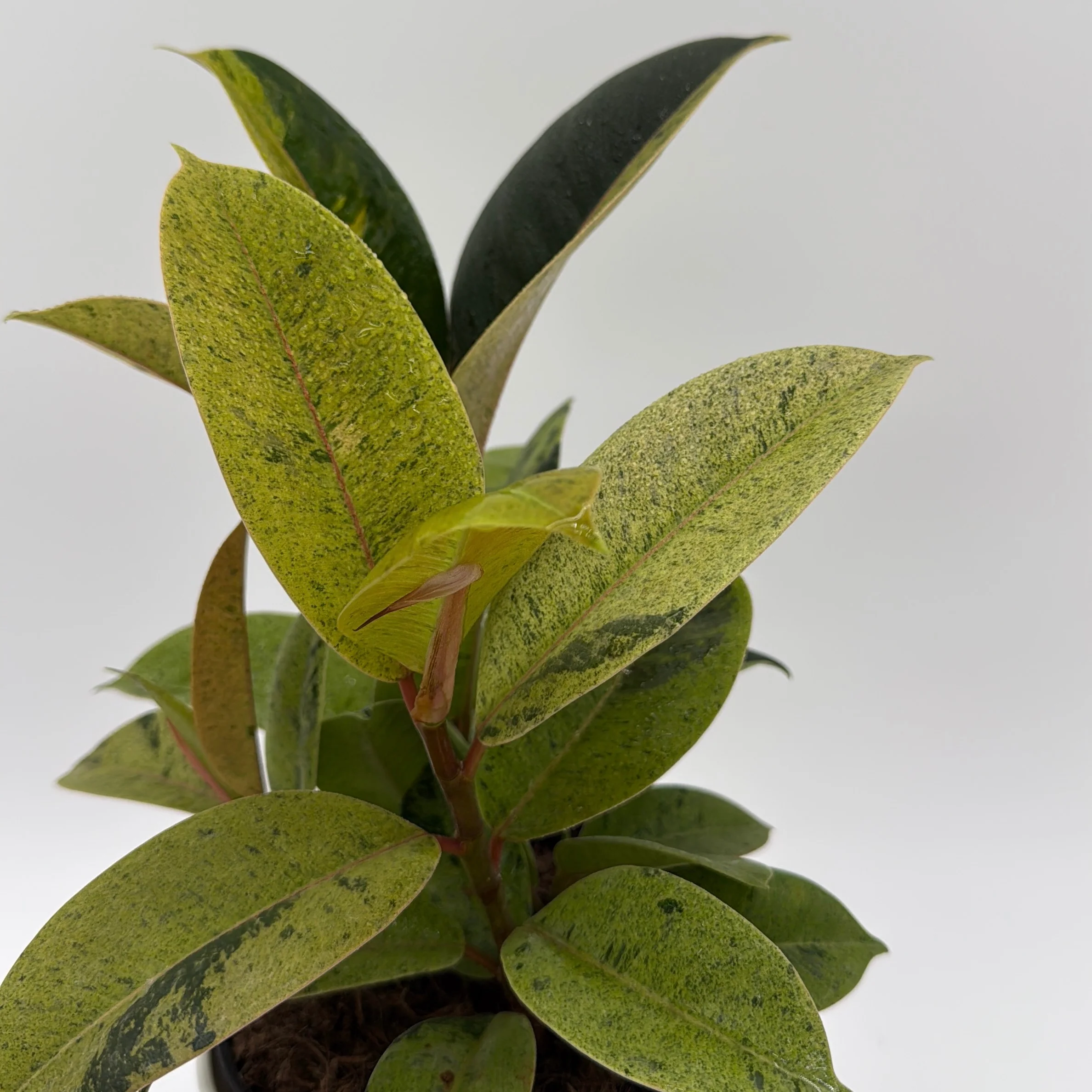 Variegated Zamioculcas 'Chameleon ZZ' - Image 3