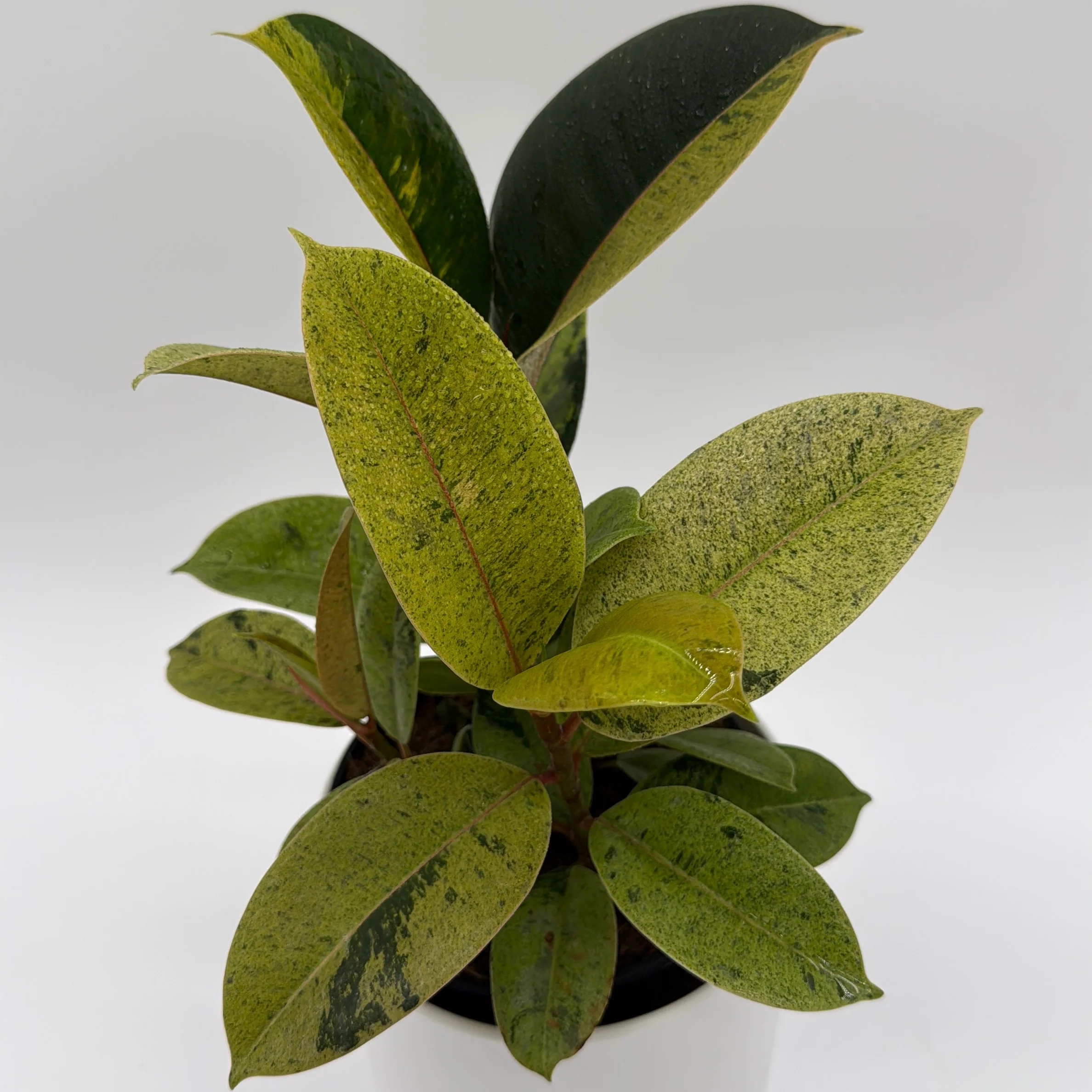 Variegated Zamioculcas 'Chameleon ZZ' - Image 4