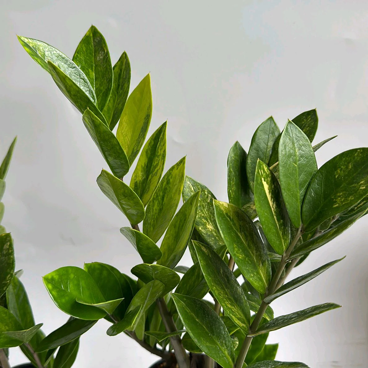 Variegated Zamioculcas ZZ - Image 2