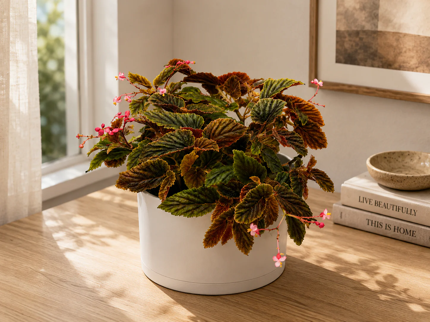 Velvet Rose Begonia