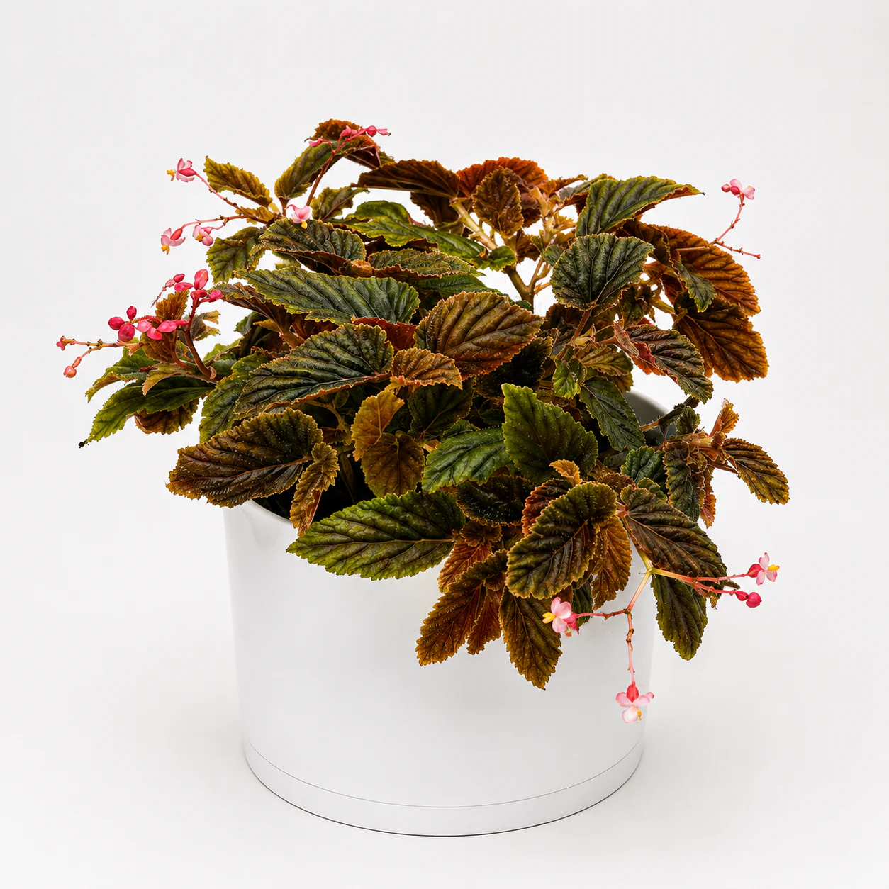 Velvet Rose Begonia - Image 2