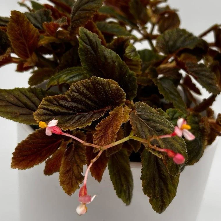 Velvet Rose Begonia - Image 3