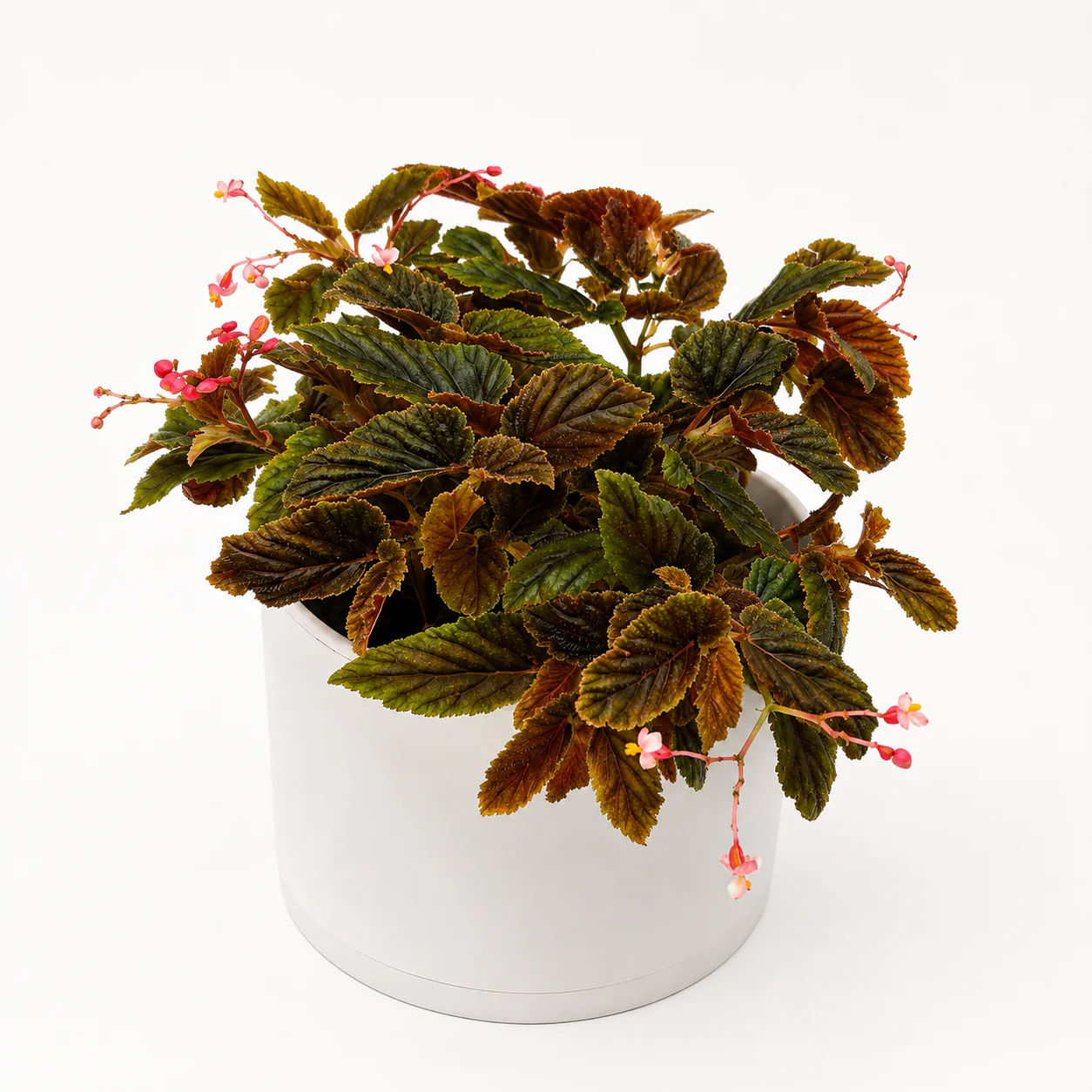 Velvet Rose Begonia - Image 4