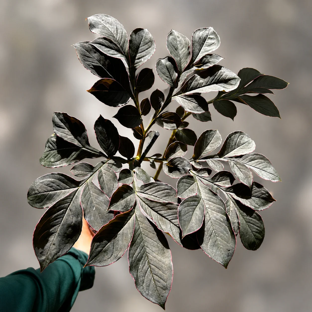 Voodoo Lily (Amorphophallus Sauromatum) - Image 3