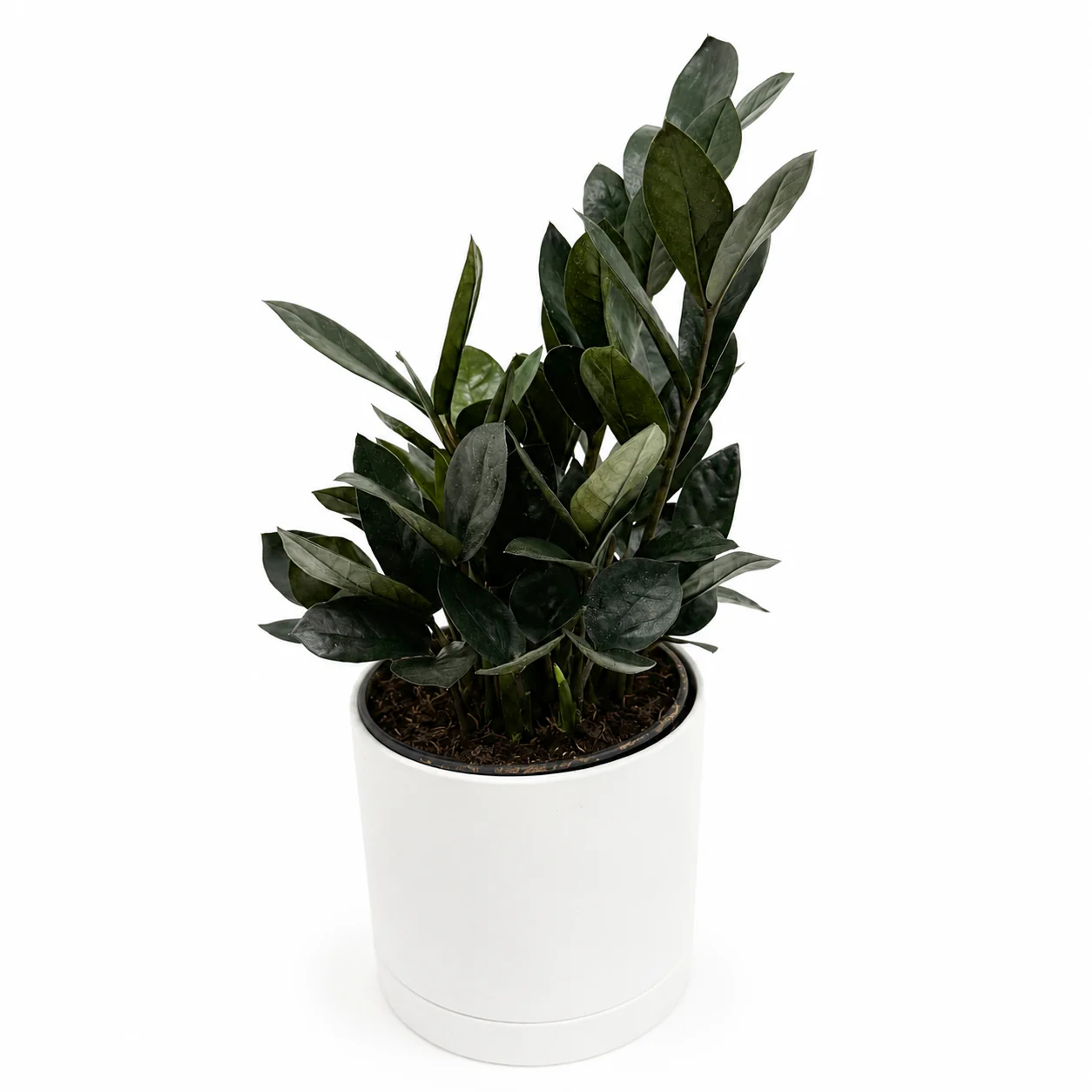 Zamioculcas 'ZZ Black Raven' - Image 3