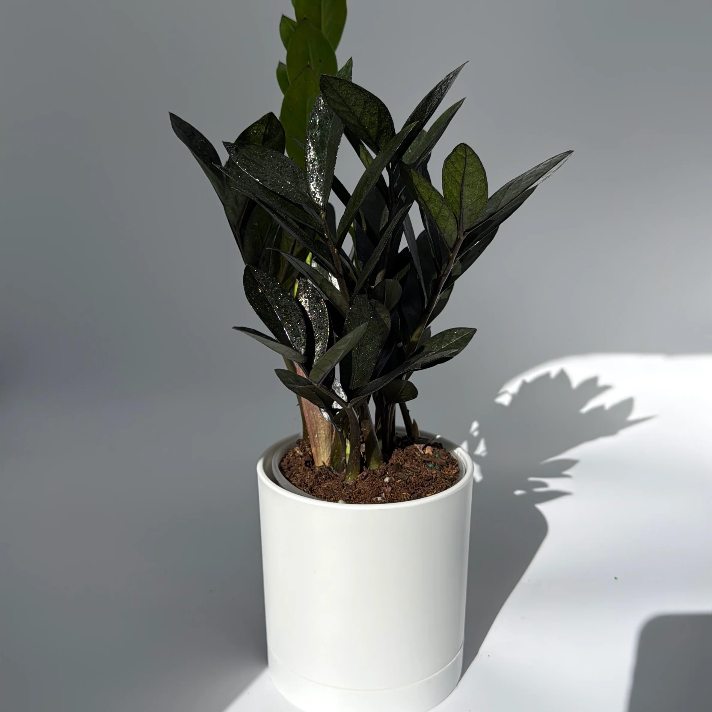 Zamioculcas 'ZZ Black Raven' - Image 4