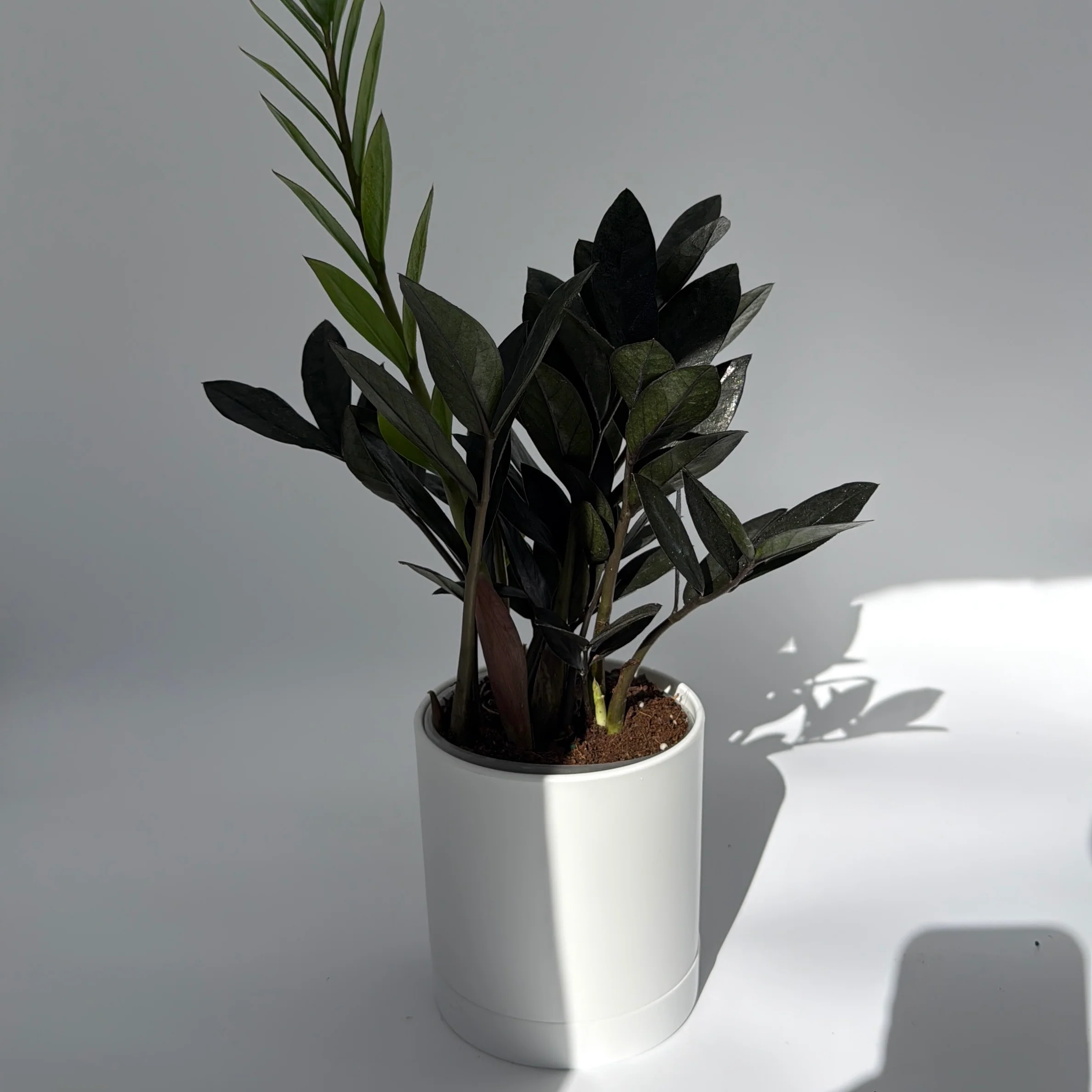 Zamioculcas 'ZZ Black Raven' - Image 5