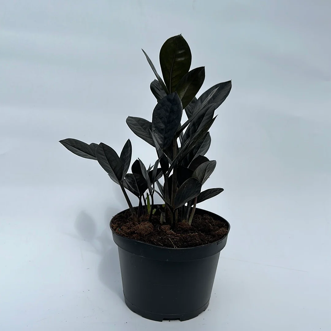 Zamioculcas 'ZZ Black Raven' - Image 6