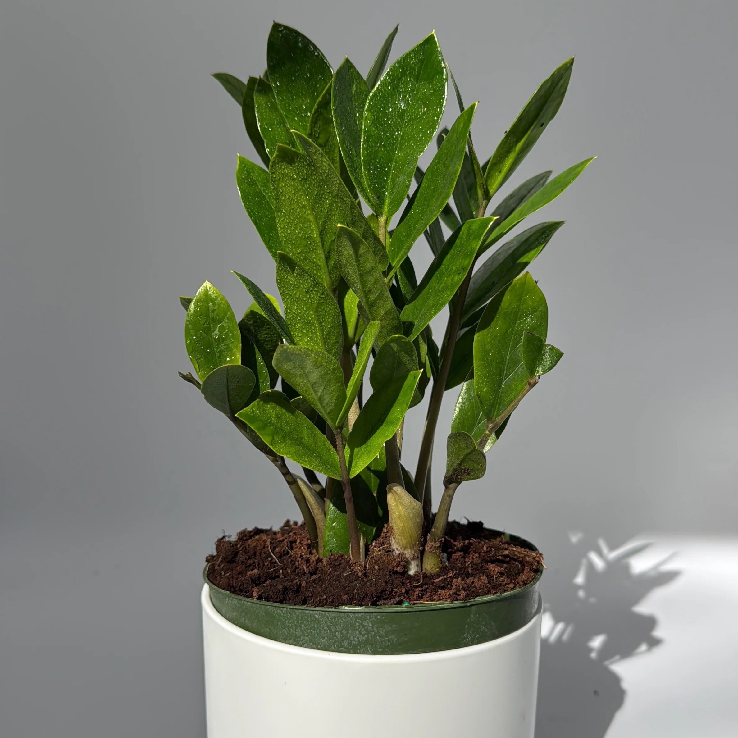 Zamioculcas (ZZ Plant) - Image 3