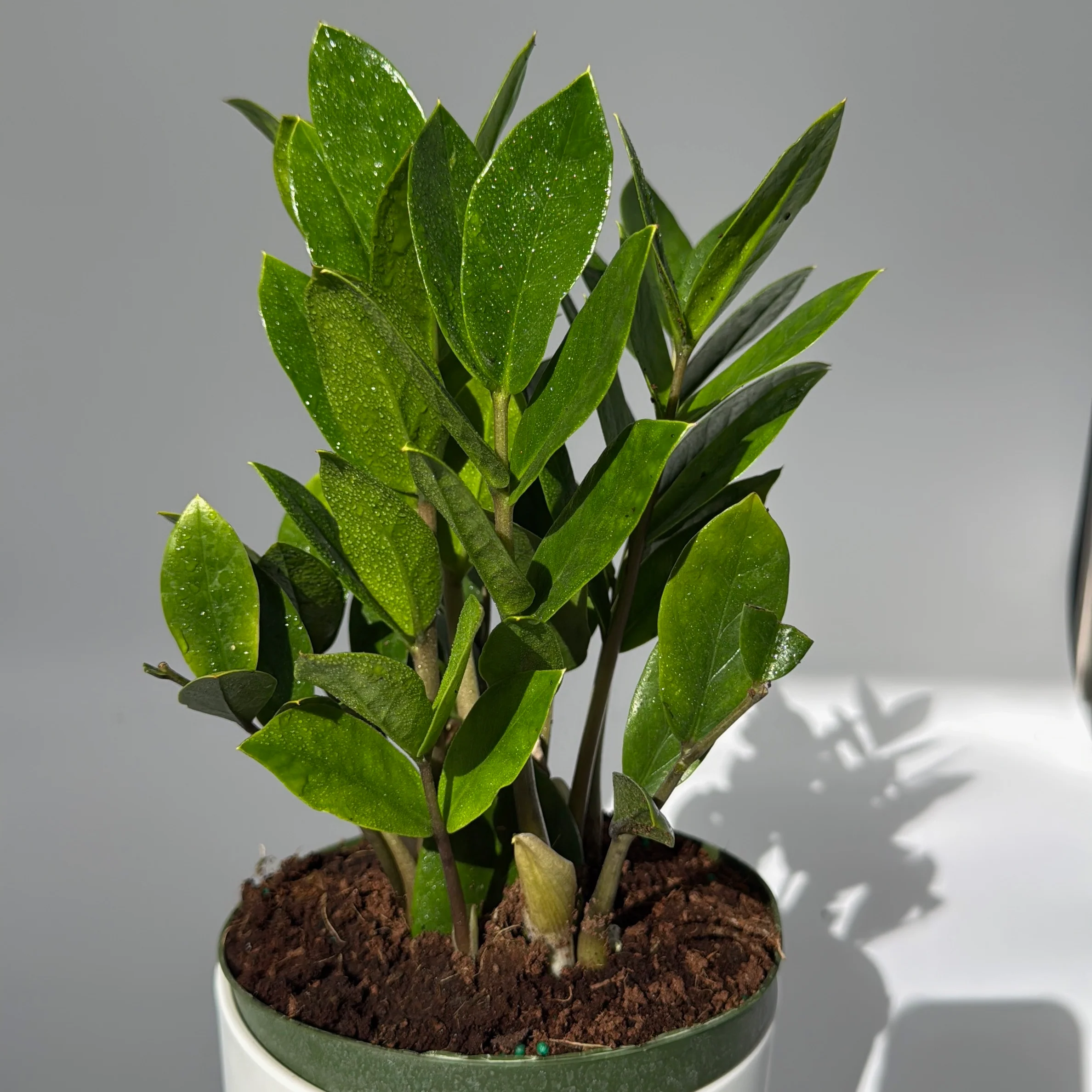 Zamioculcas (ZZ Plant) - Image 4