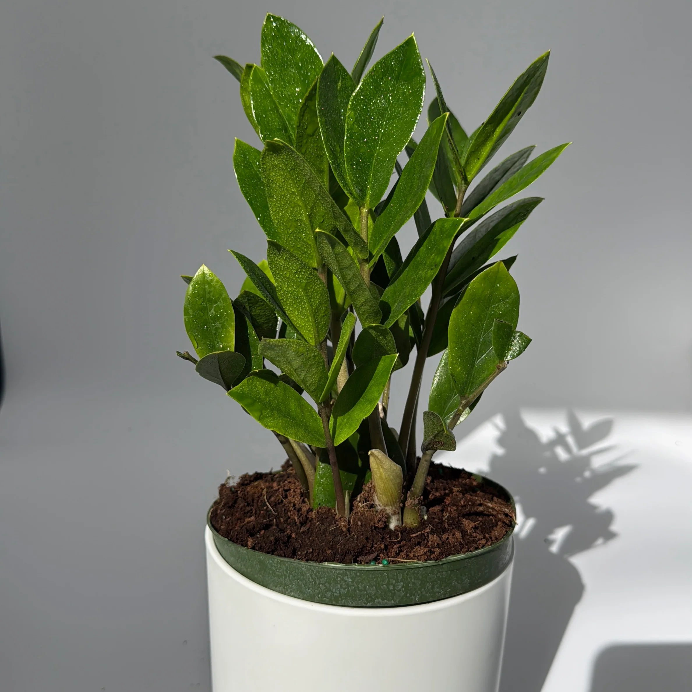Zamioculcas (ZZ Plant) - Image 5